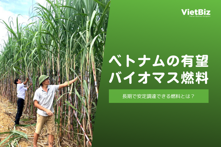ベトナムのバイオマス燃料の結論【2025年見通し】最も有望なバイオマス燃料